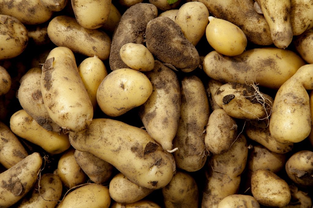 Verdens længste kartoffelmad: Samsø går efter verdensrekorden på 150 meter lavet af skolebørn og kartoffelglade kokke