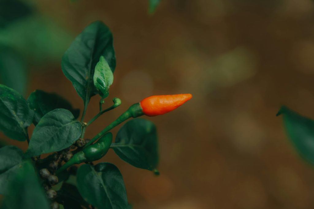 Sådan dyrker du chili derhjemme uden drivhus og uden erfaring