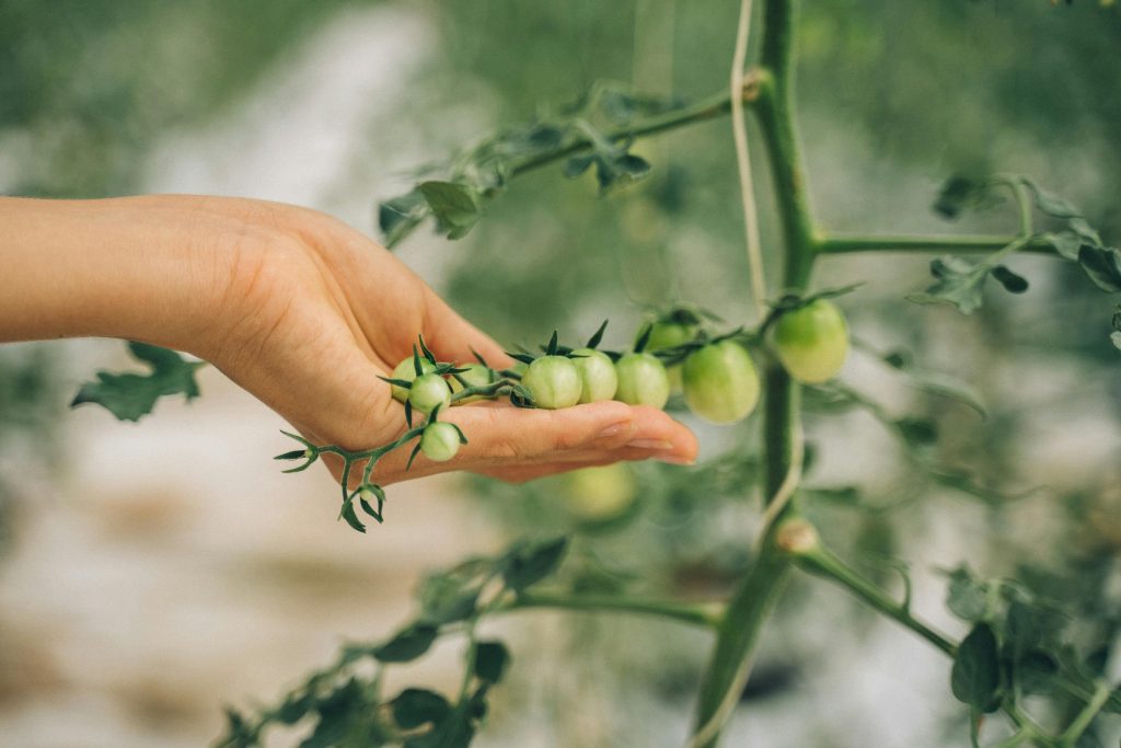 Derfor bliver tomatplantens blade gule: og hvordan du undgår det