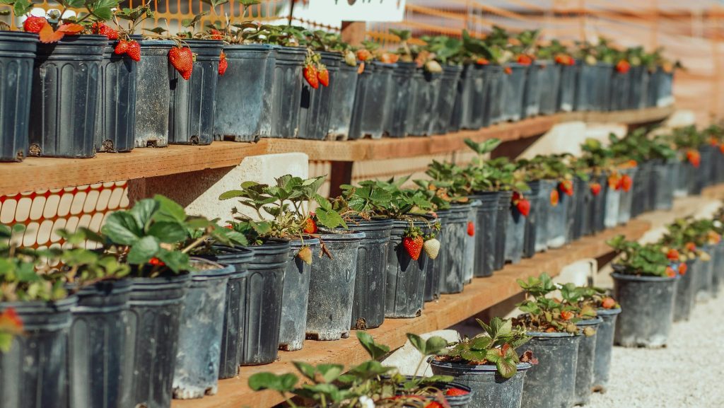 Sådan dyrker du jordbær fra selve frugten