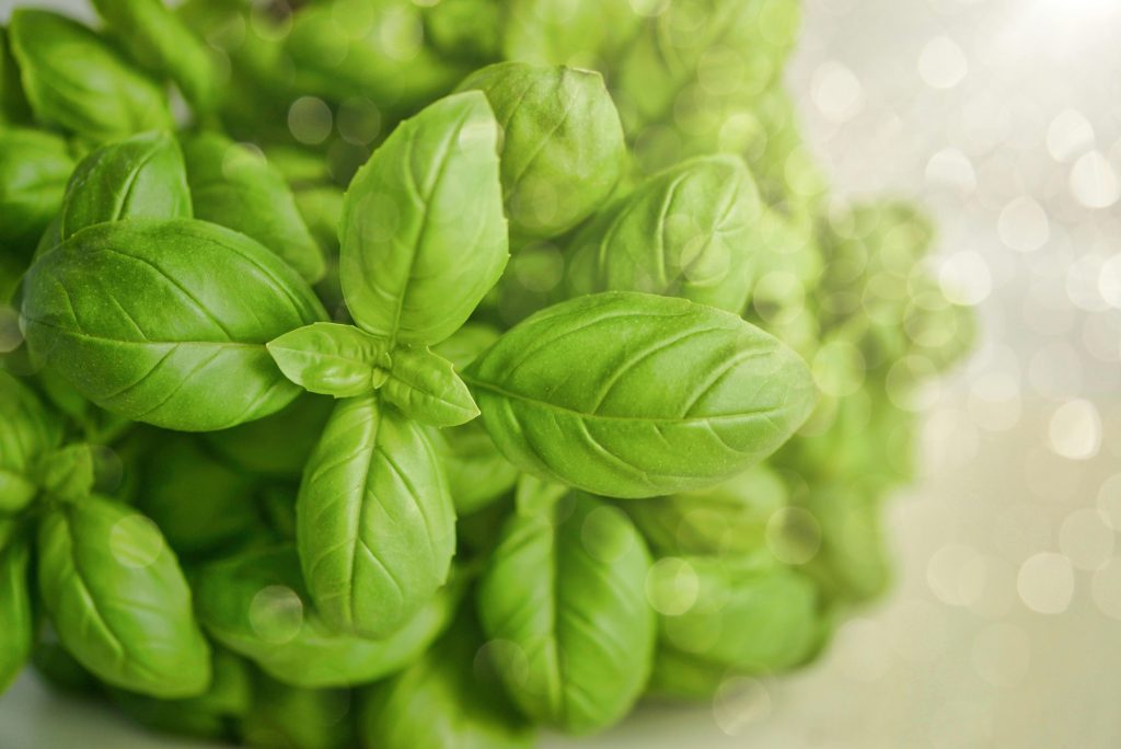 Derfor dør din basilikum, før den når til pesto