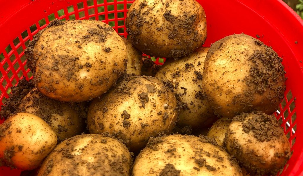 Den bedste kartoffelsort til franske kartofler