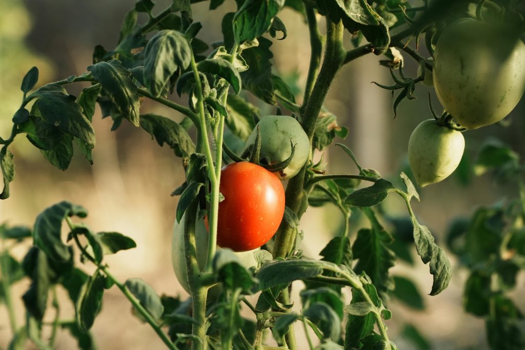 Sådan beskærer du tomatplanter for større og sundere frugter