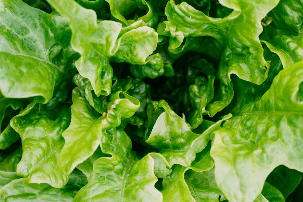 Hold liv i din blad-salat hele året uden at slide dig selv op