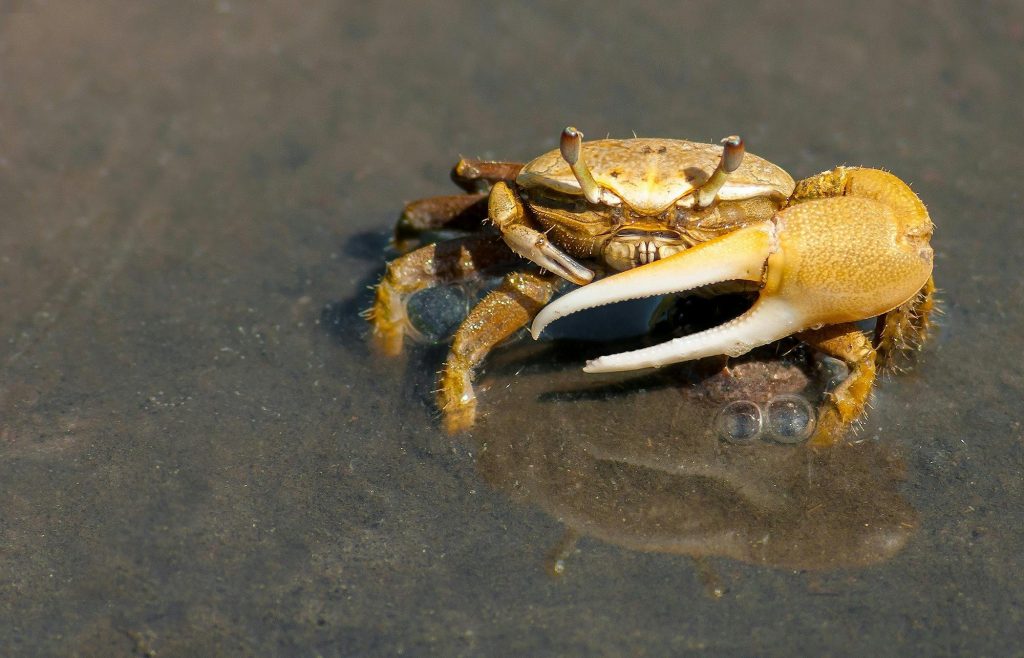 Unikt destilleri laver whiskey på krabber