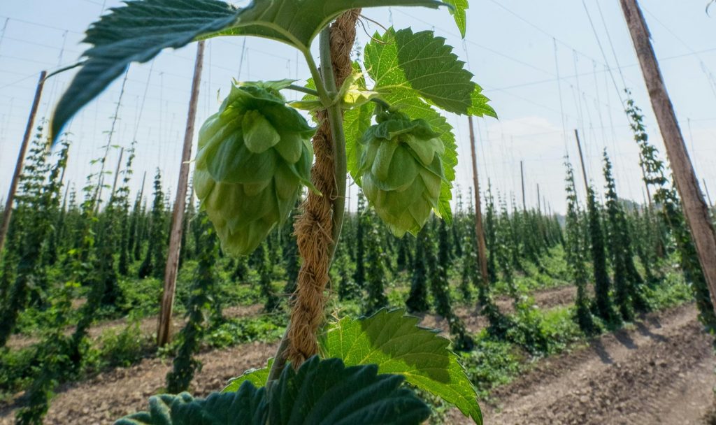 Her er forskellen på dryhopped og wethopped i øllens verden