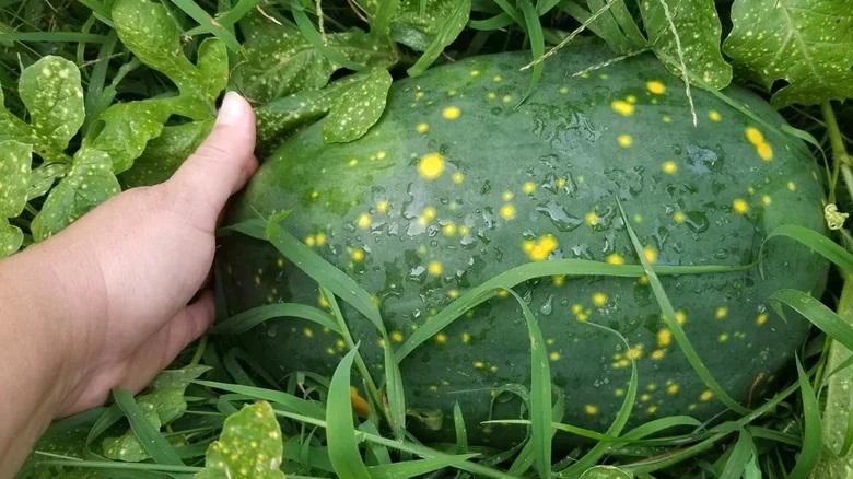 Vandmelonen der ligner en stjernehimmel: og smager som sommer på flaske