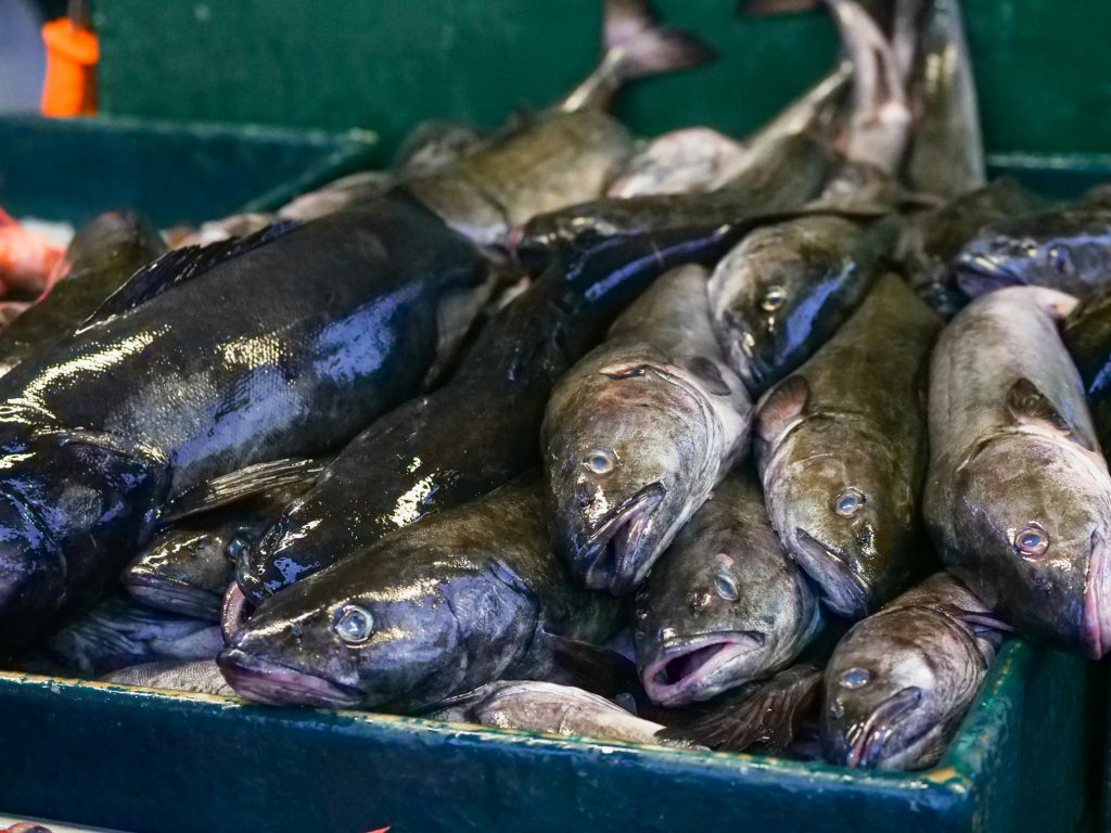 Disse danske fisk skal du gå udenom, hvis du vil undgå kviksølv på tallerkenen
