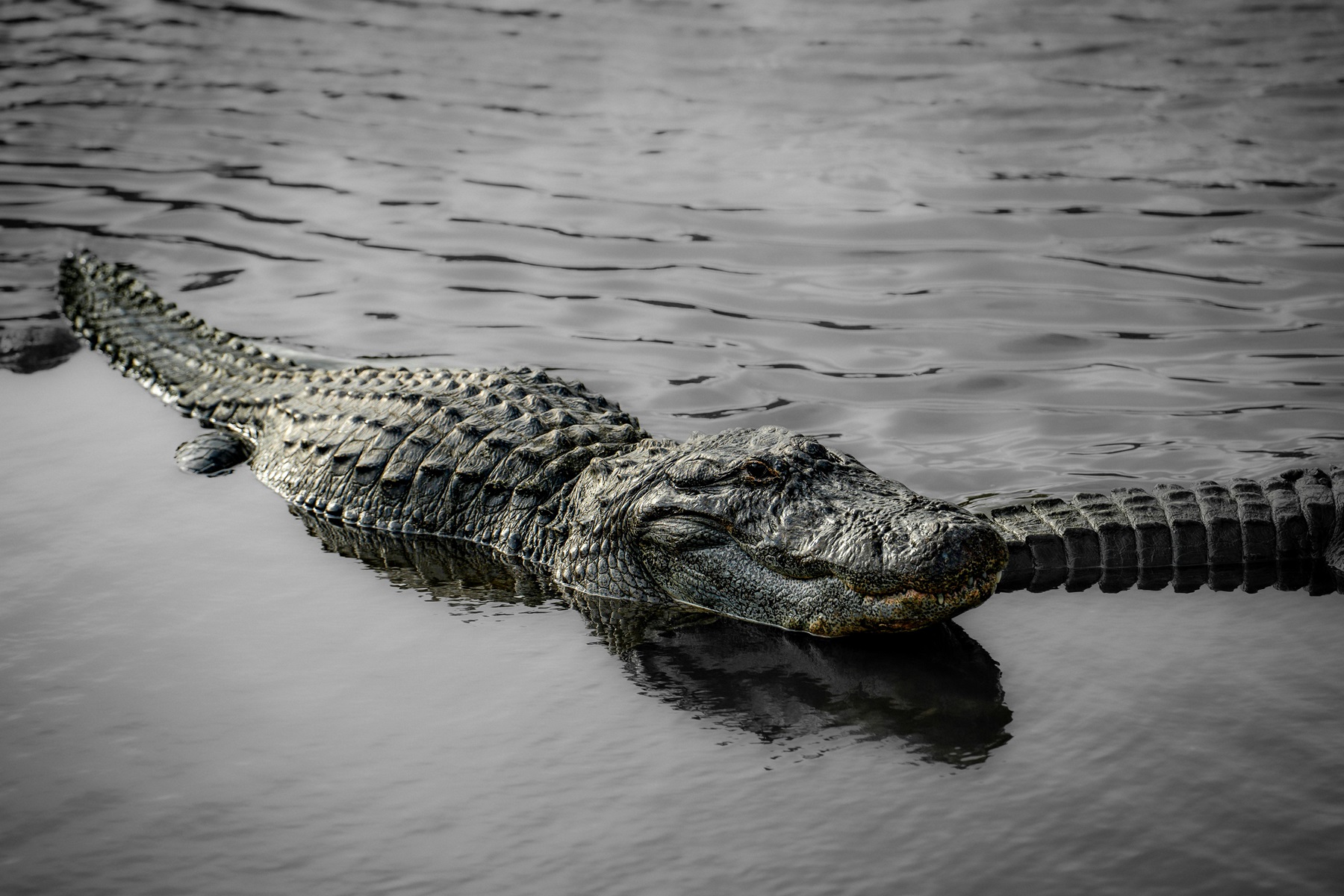 Den bedste måde at spise alligator på (og nej, det er ikke friture ...