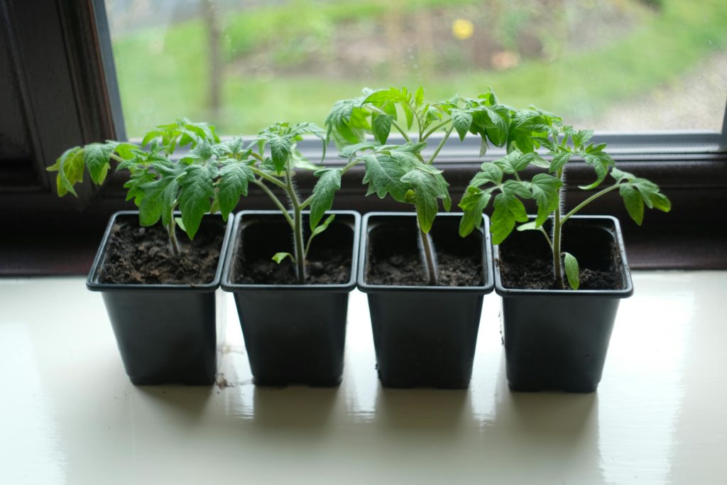 Hvornår skal du plante tomater? Timing er afgørende for en god høst