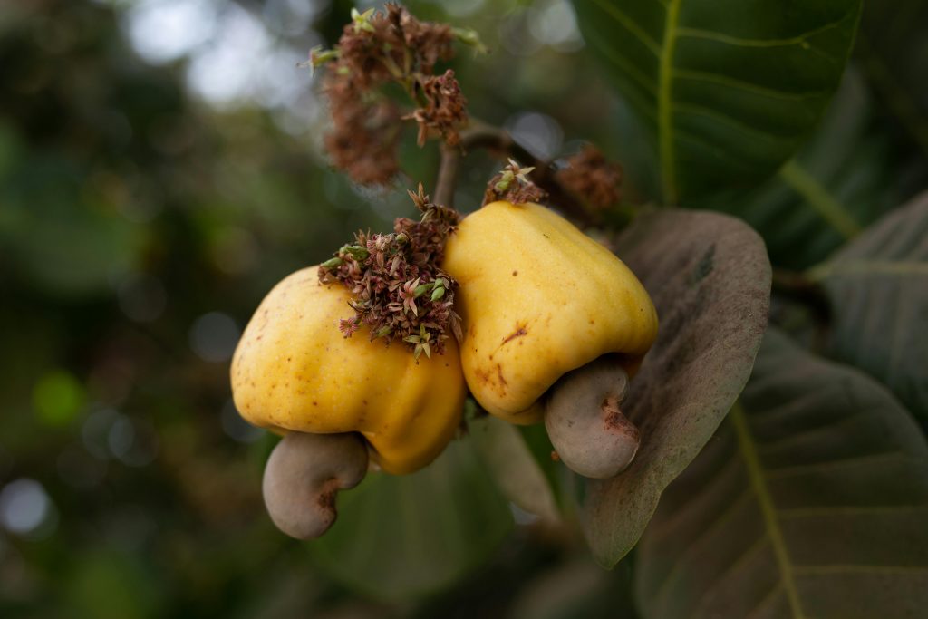 Derfor er cashewnødder faktisk giftige direkte fra træet