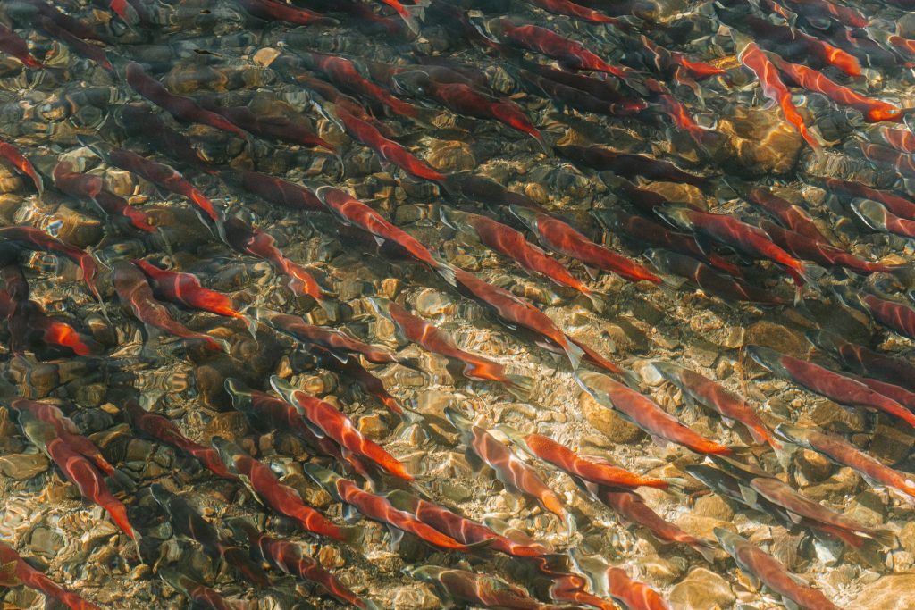 Fisken der slår bøffen på protein