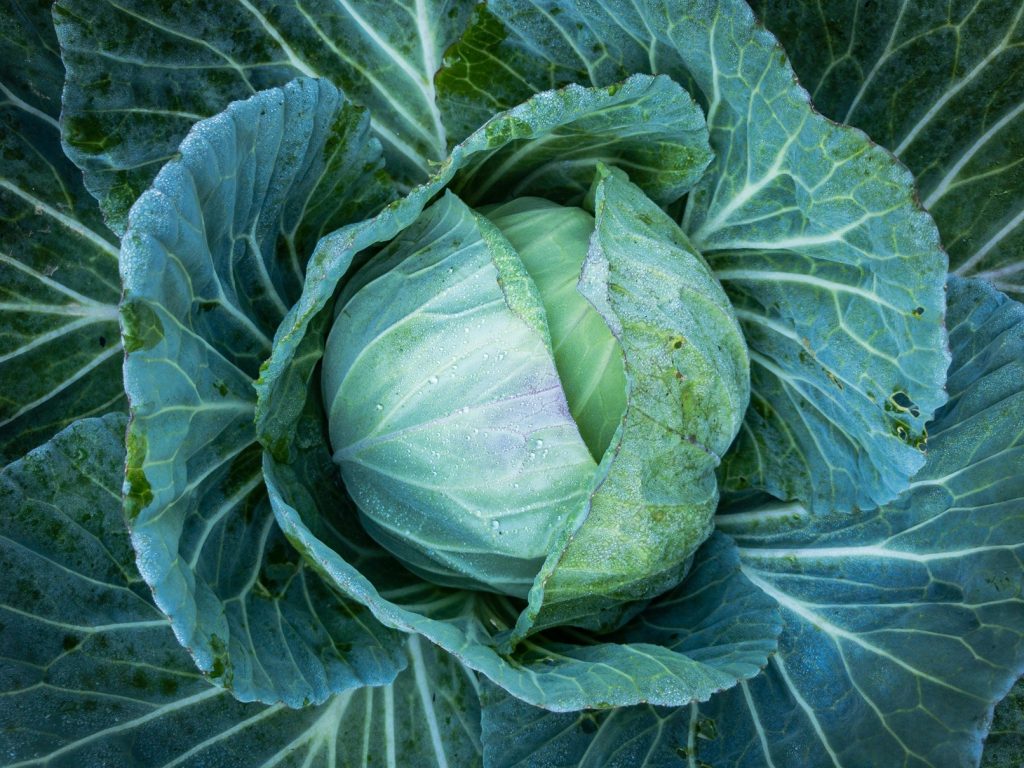 6 geniale ting du kan bruge et halvt gammelt kålhoved til